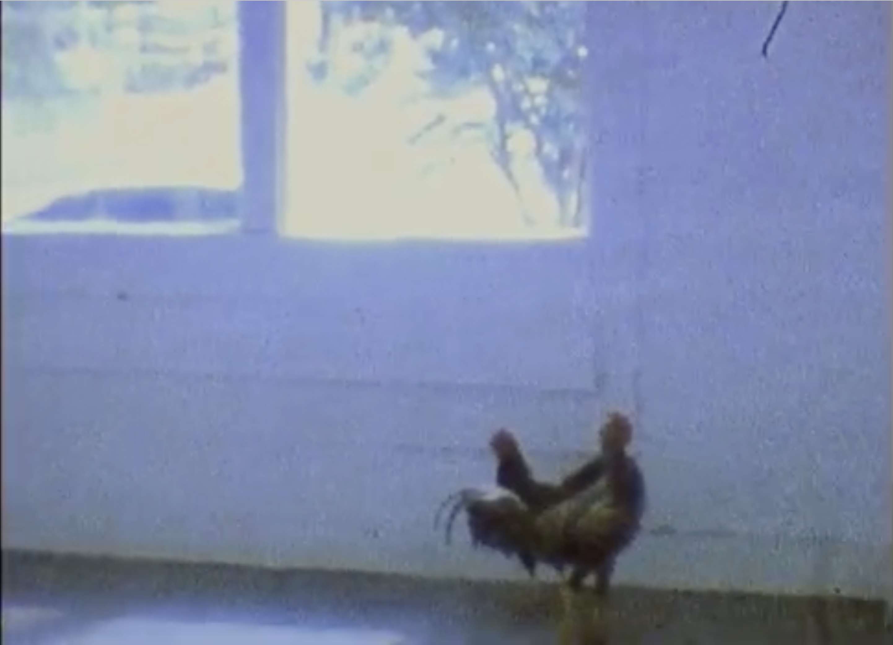 Still of William Cordova’s “alacamericayamericalac mí (pa Ogun y Atahualpa)” (Photo courtesy of Edge Zones)